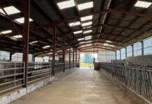 face à la dermatose nodulaire, la détresse des éleveurs privés de leur troupeau