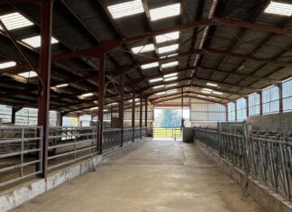 face à la dermatose nodulaire, la détresse des éleveurs privés de leur troupeau