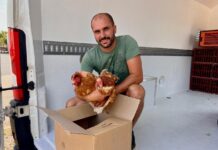 120 000 poules sauvées des abattoirs de France par cette entreprise de Loire-Atlantique