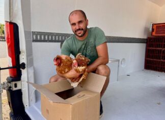 120 000 poules sauvées des abattoirs de France par cette entreprise de Loire-Atlantique