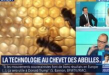 La technologie se met au chevet des abeilles. Pour les sauvegarder…ou les remplacer : Actualités